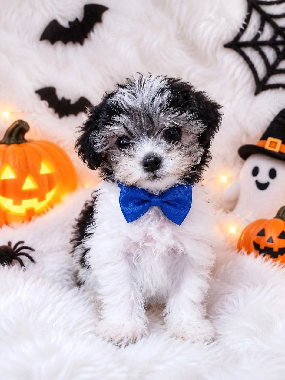 Bichon Havanez