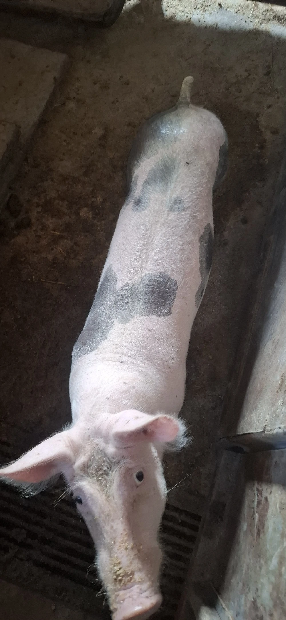 vand un purcel mascul 40 kg