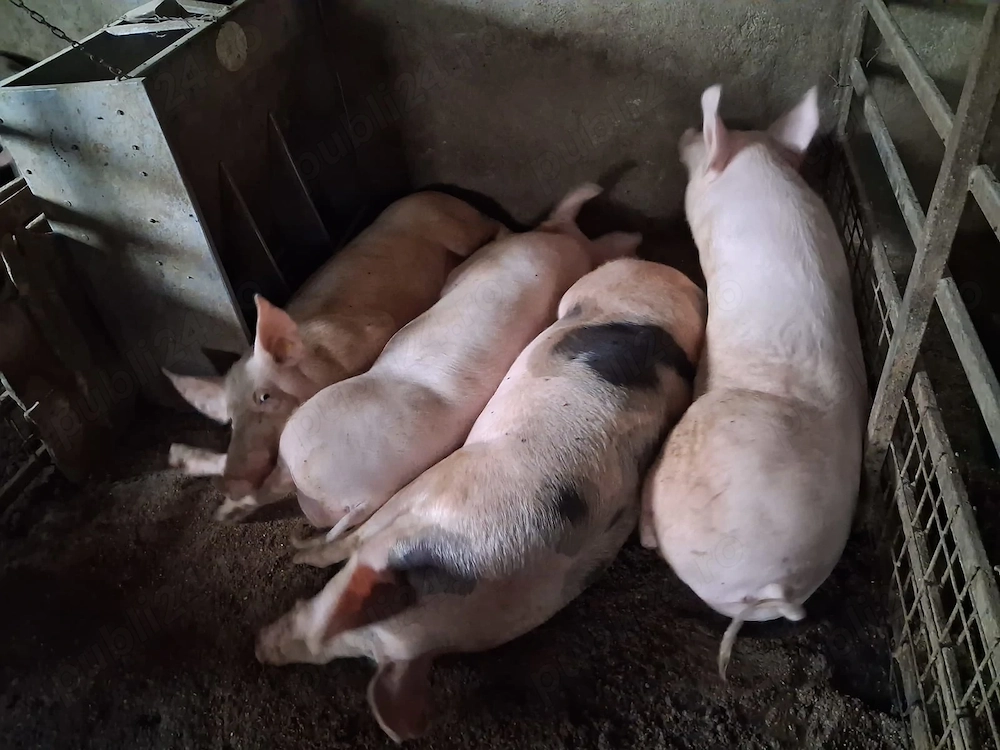 Porci de carne de vanzare