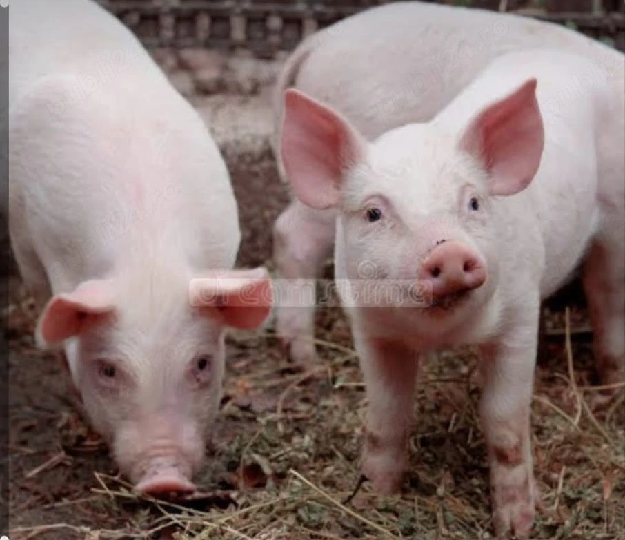 Vând porci 15-20 kg 