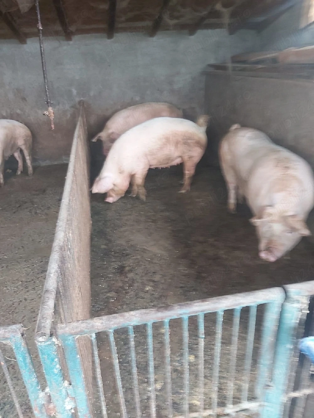 porci de vanzare