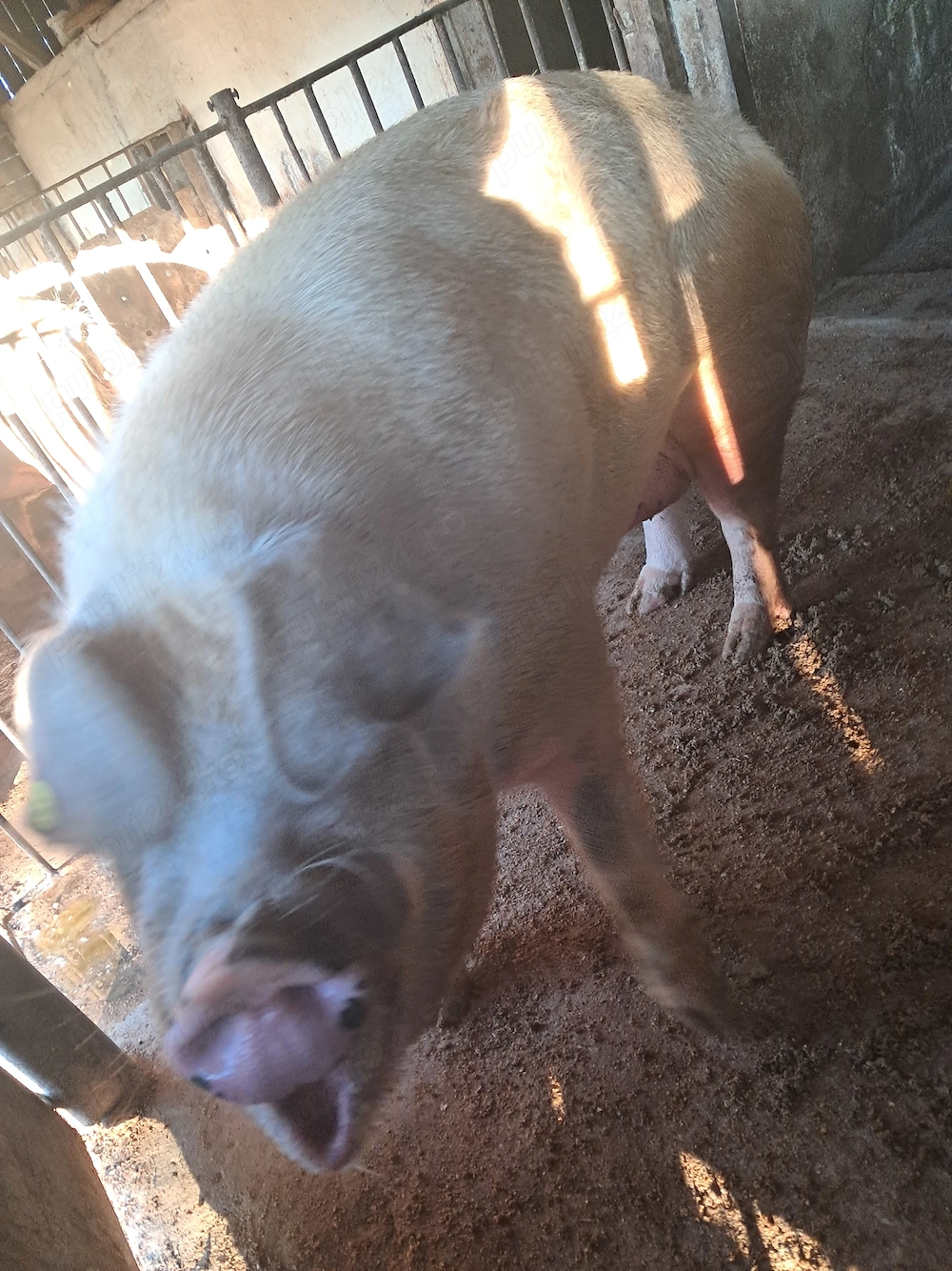 Vand porci tineri