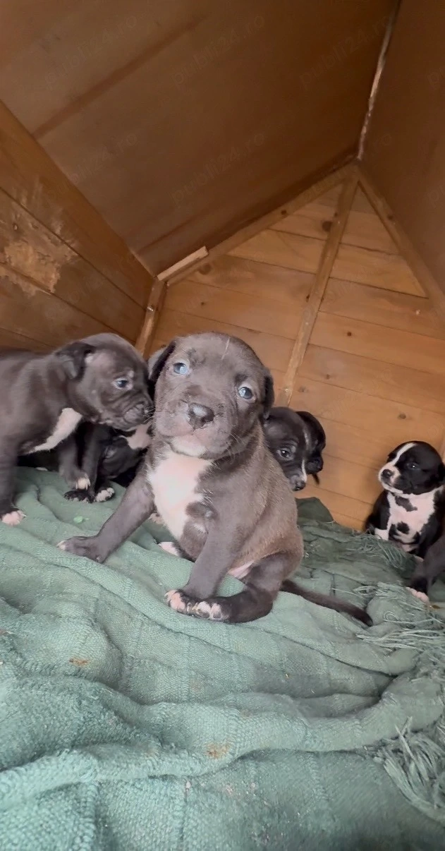 Pui Amstaff Blue 