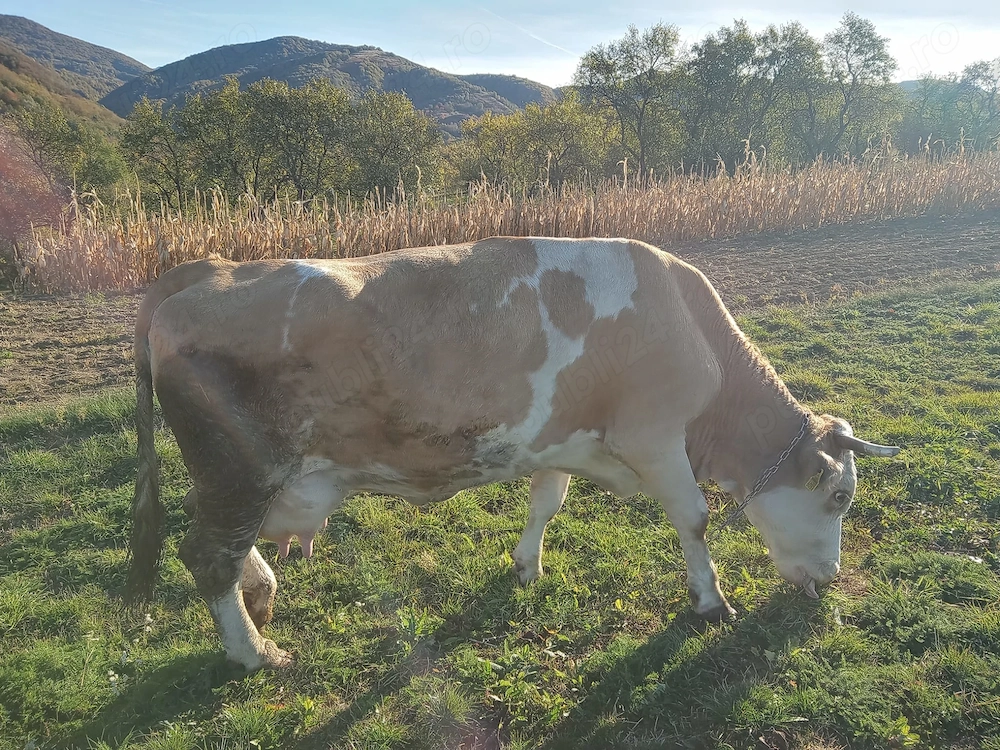 Vaca cu vitel ,varsta 6 ani
