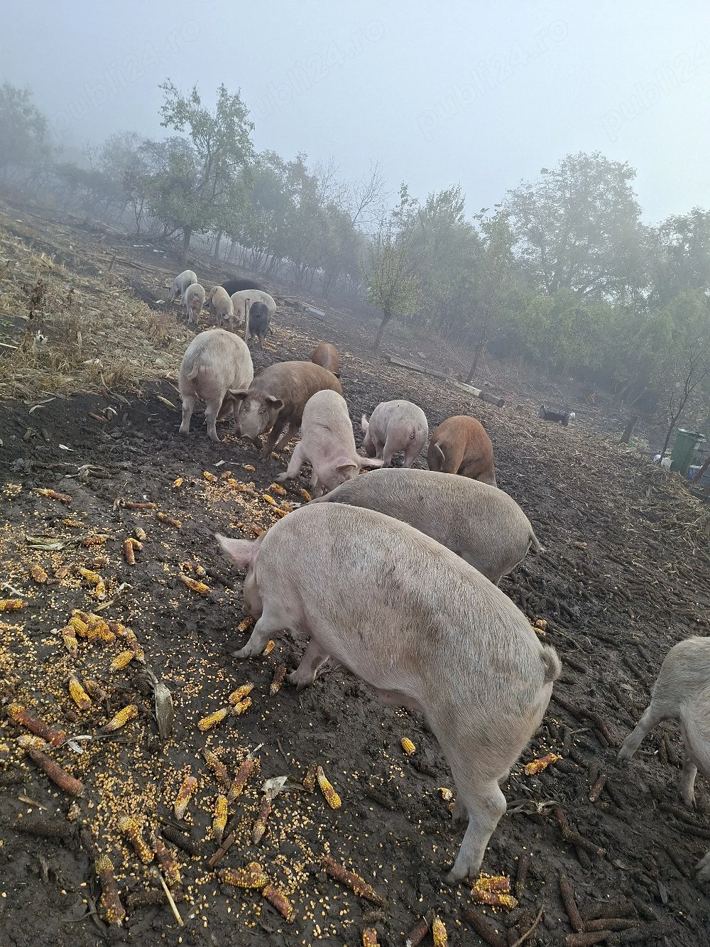 Vând porci