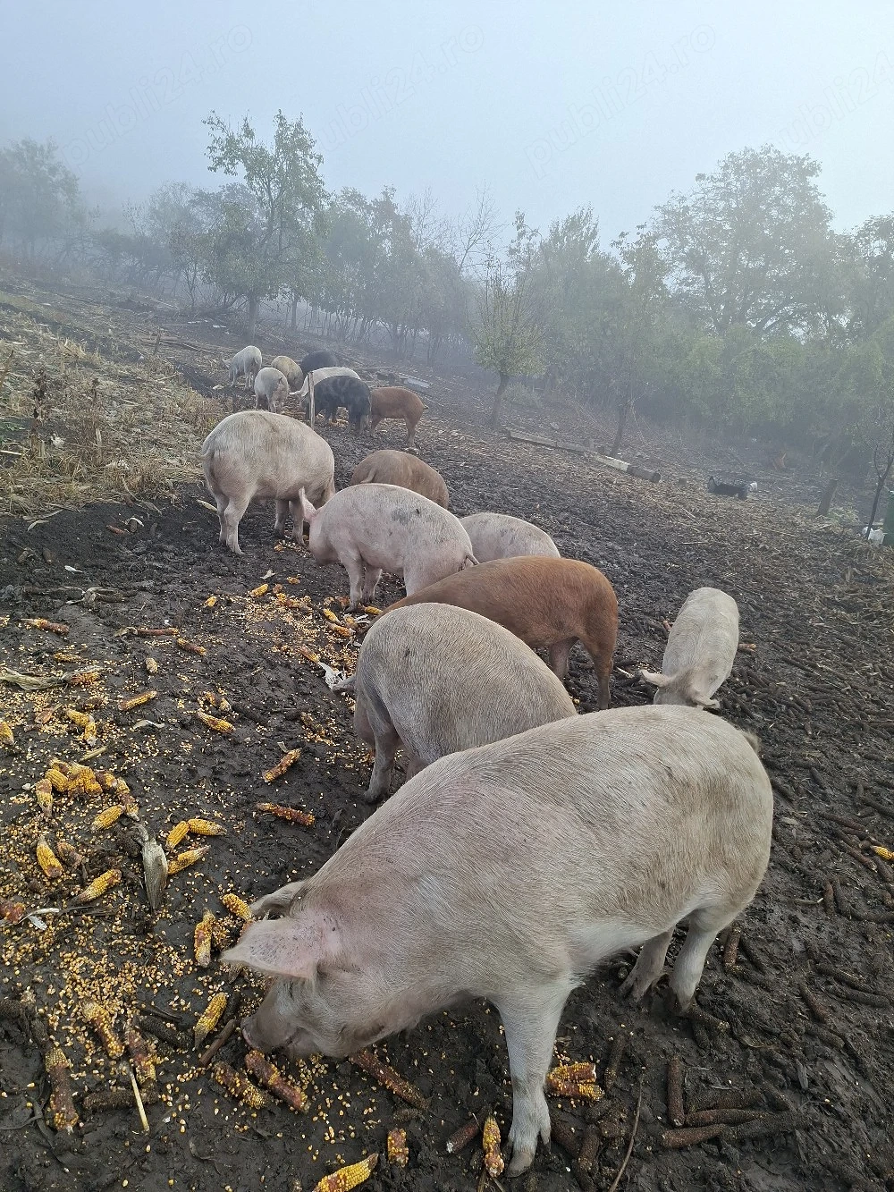 Vând porci
