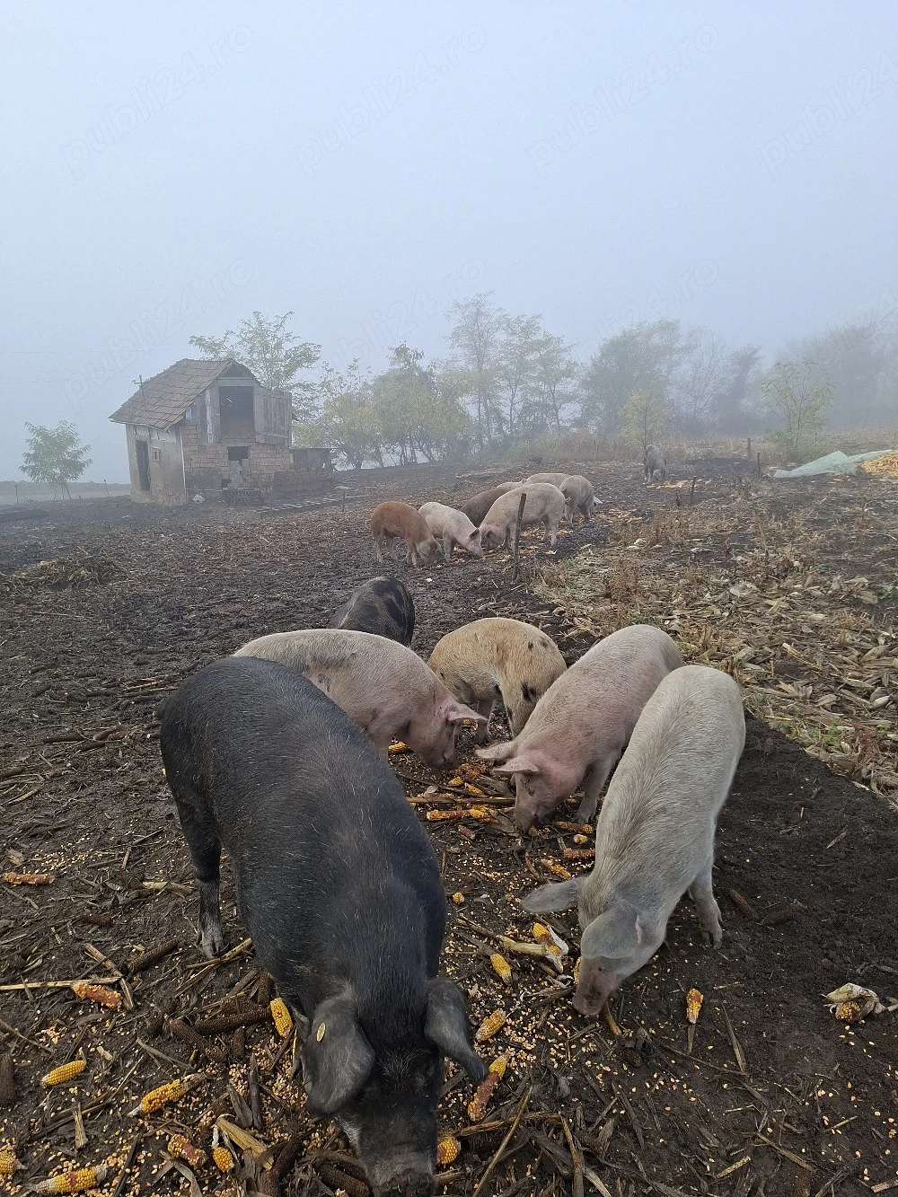 Vând porci