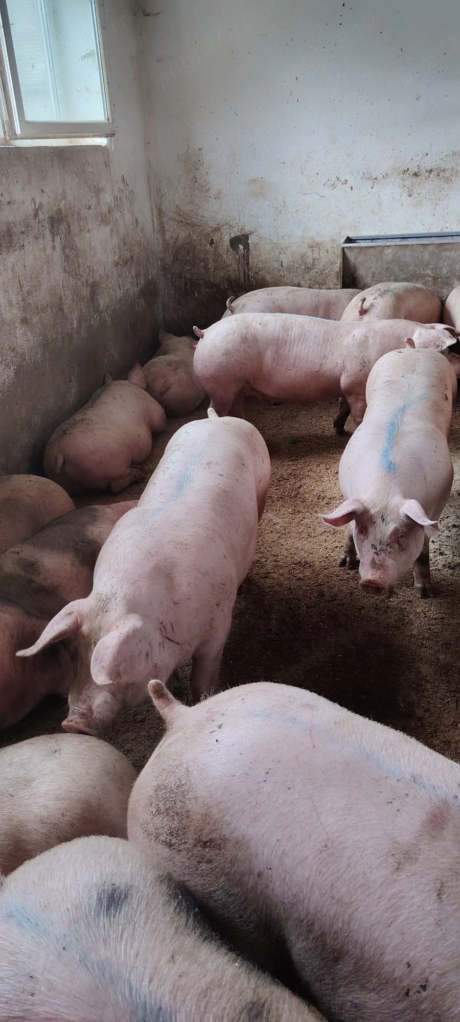 porci de carne 