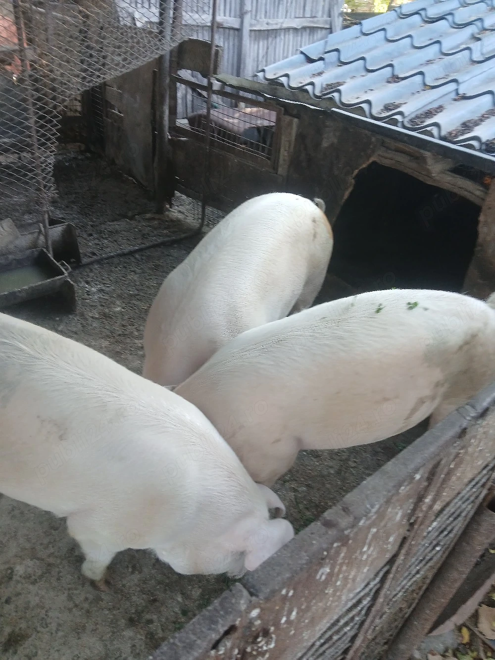 Porci de vanzare