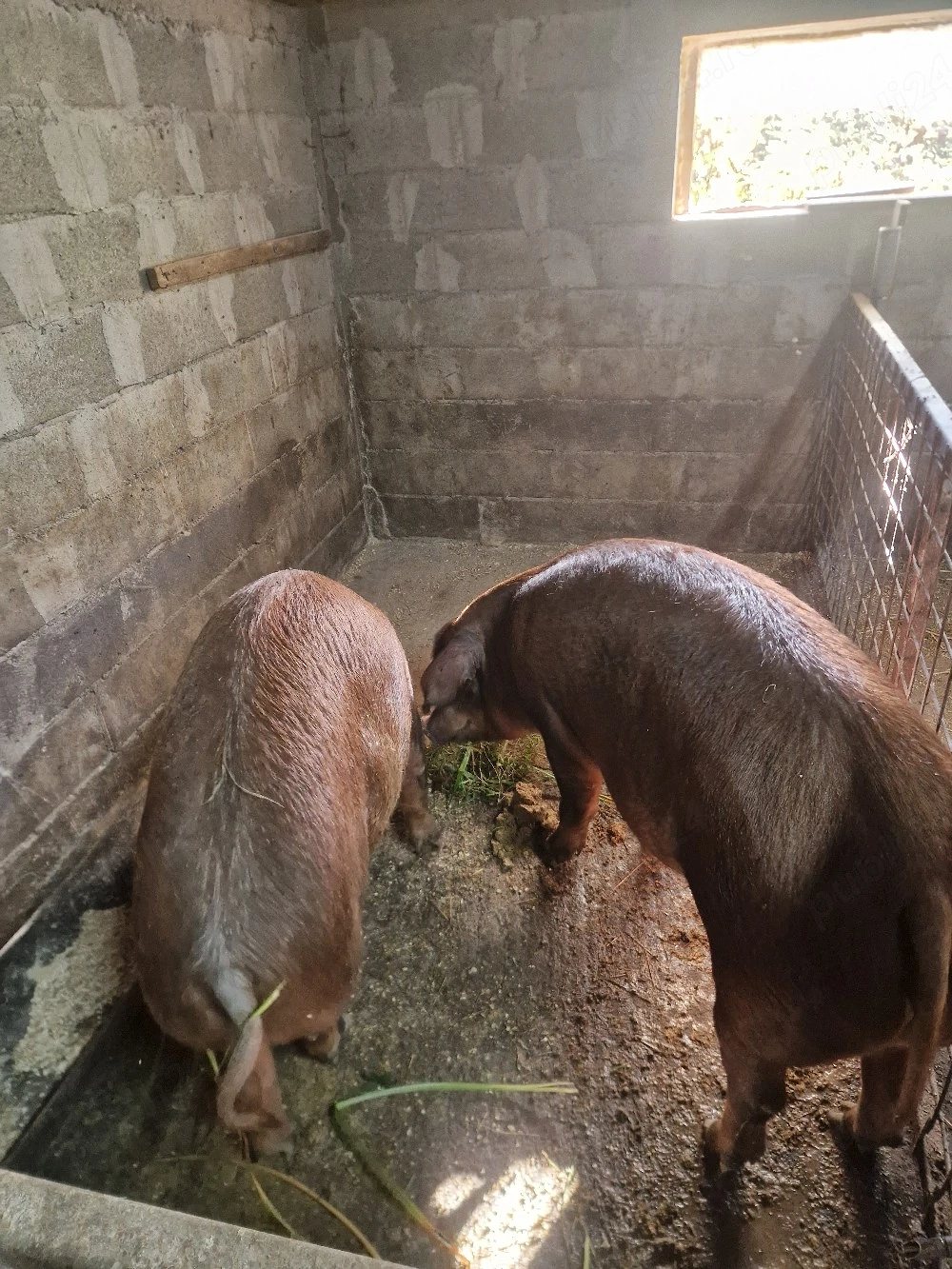 scroafe duroc 