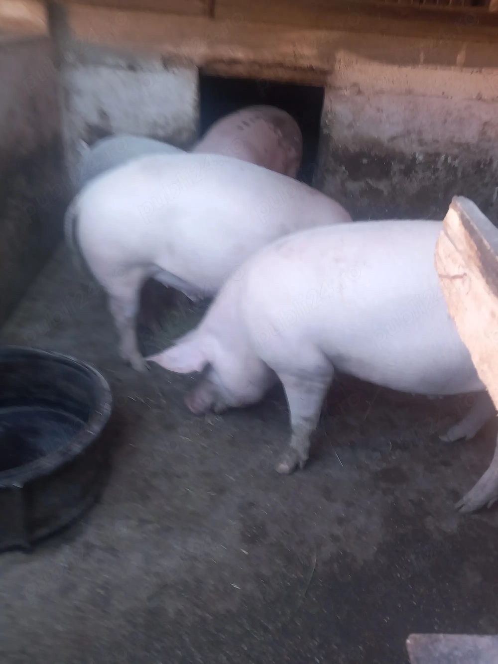 Porci grași crescuți cu cereale 