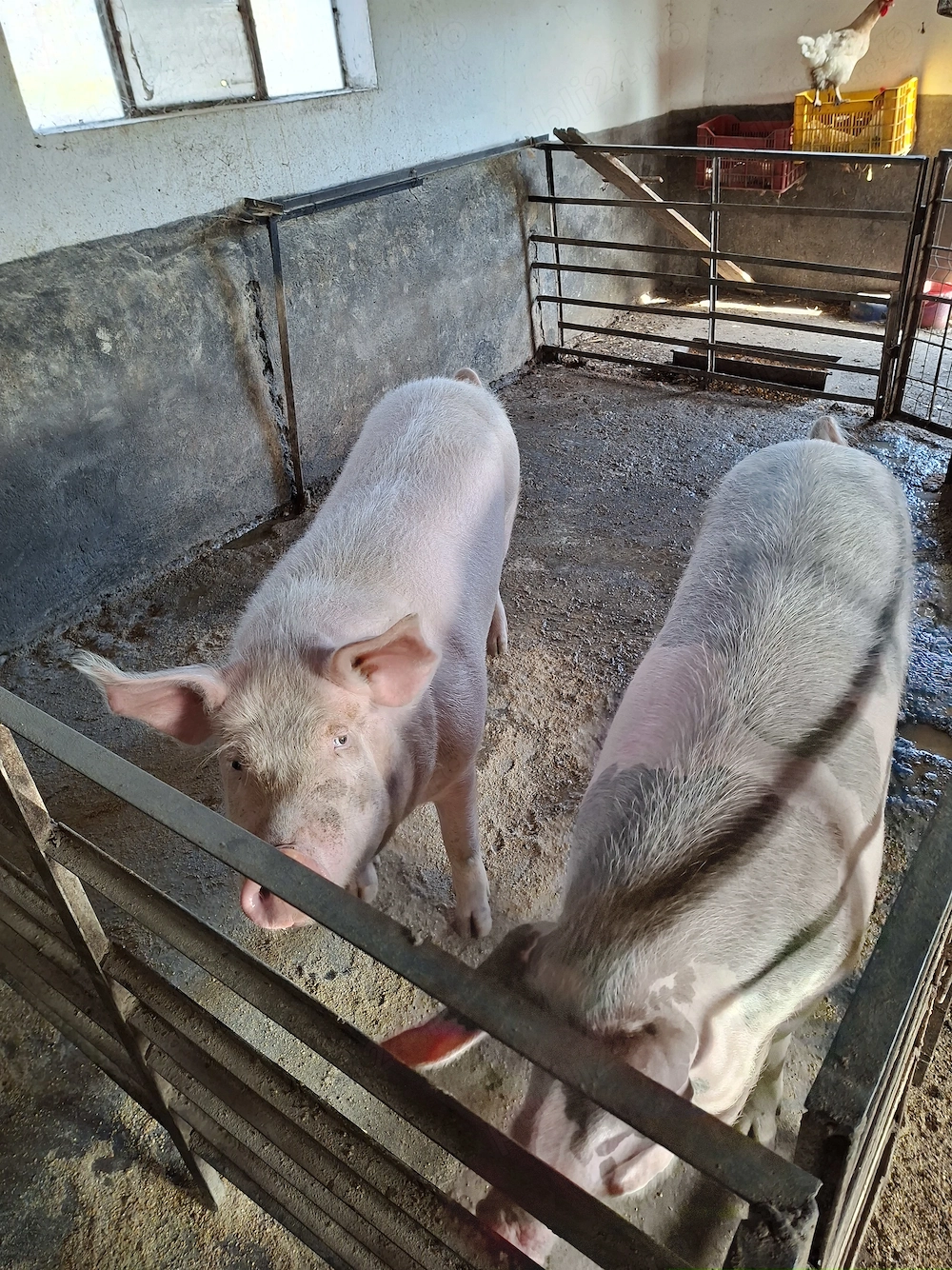 Porci de vanzare