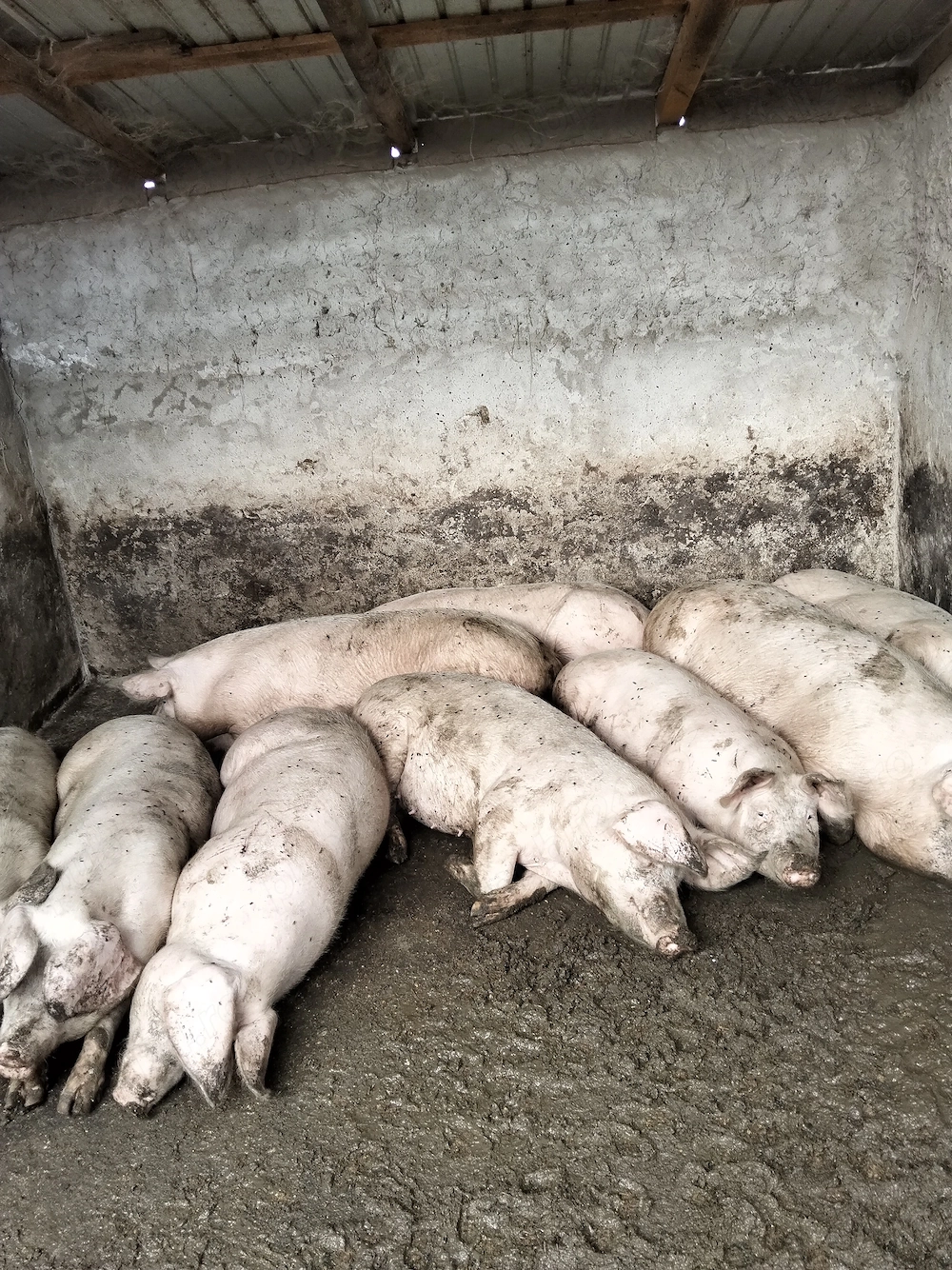 Vindem porci de taiere