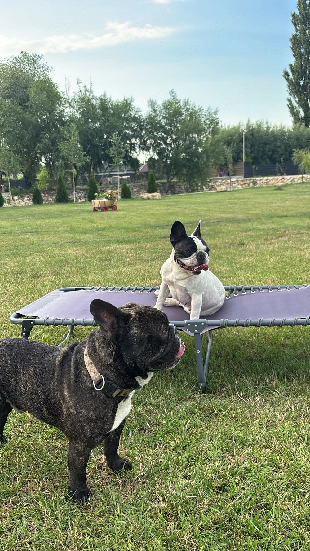 Bulldogi francezi - 7 saptamani