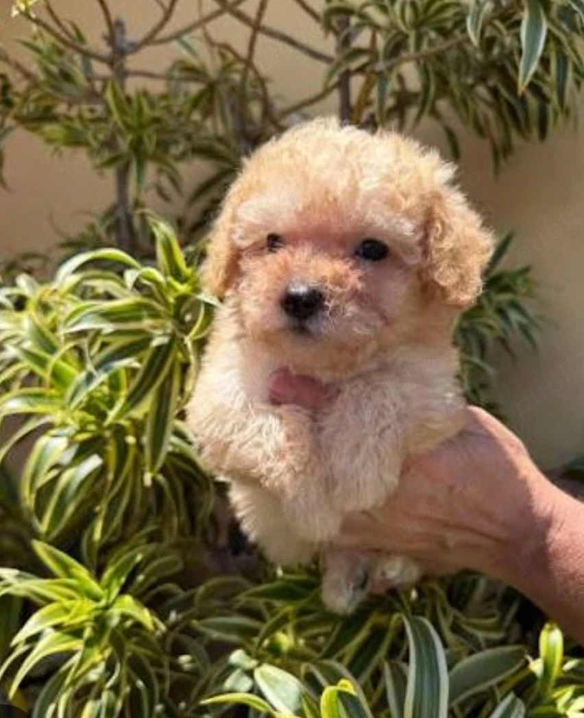 Maltipoo puiuți disponibili imediat.  Asigur transport personal!
