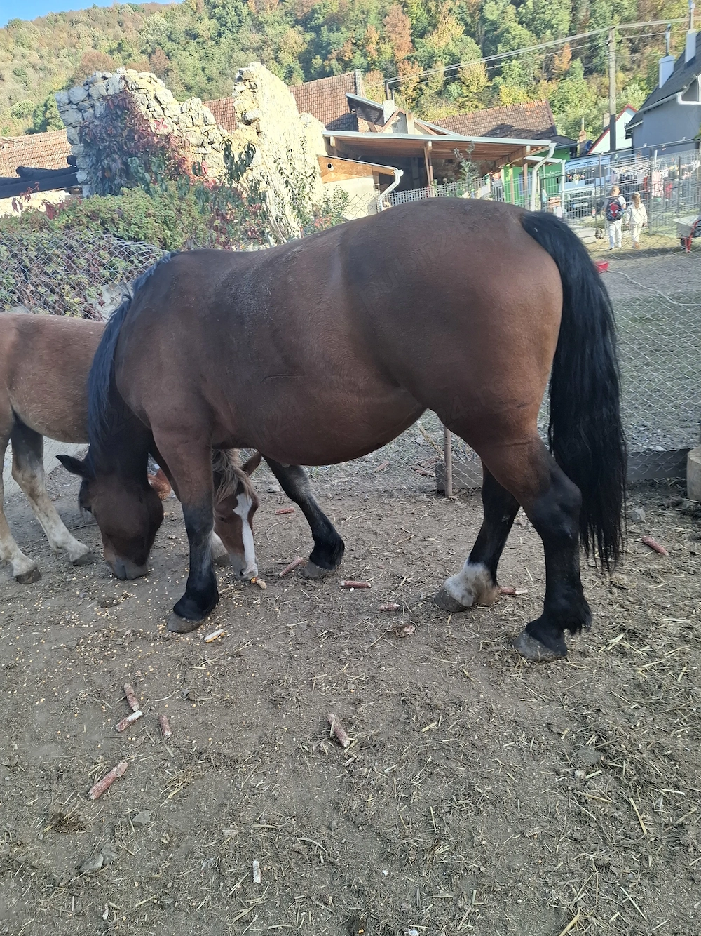 Vând iapă de 4 ani cu mânz de 5 luni 