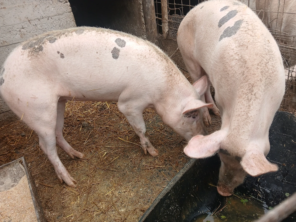 Porci (scroafe) de vânzare