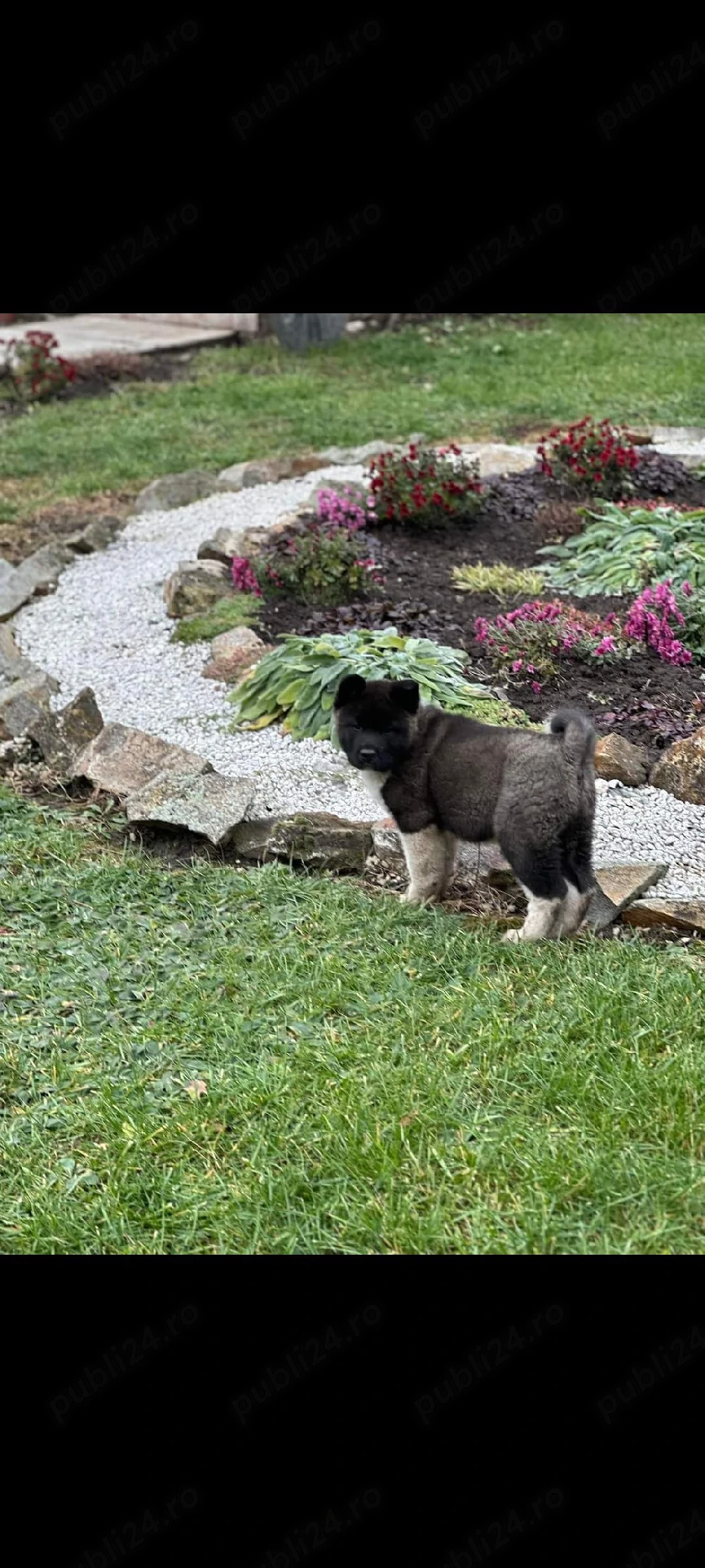Akita american