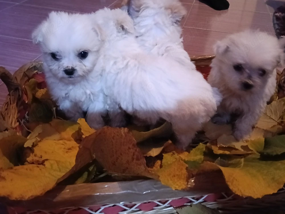 Căței de bichon.