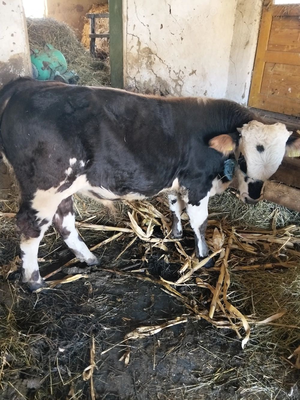 Taur bălțat românesc, vițea angus