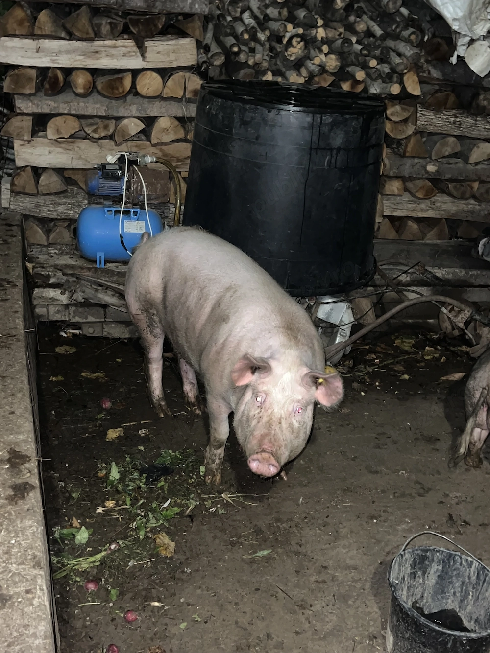 Porc de vanzare