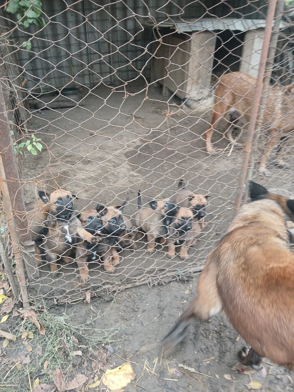 Catei Cobanesc  Belgian 