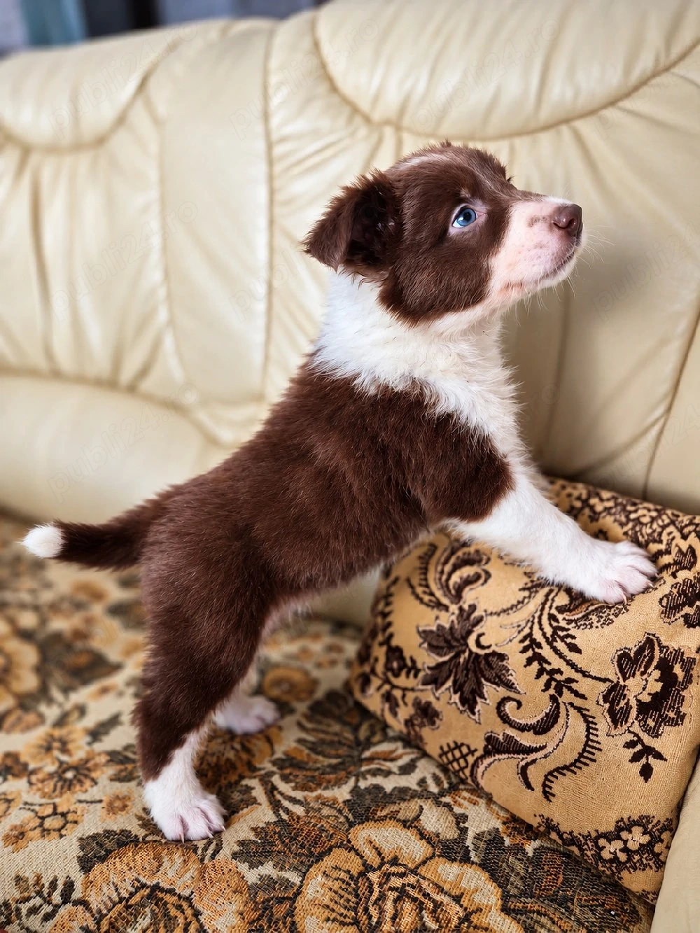 Border Collie Pedigree export 