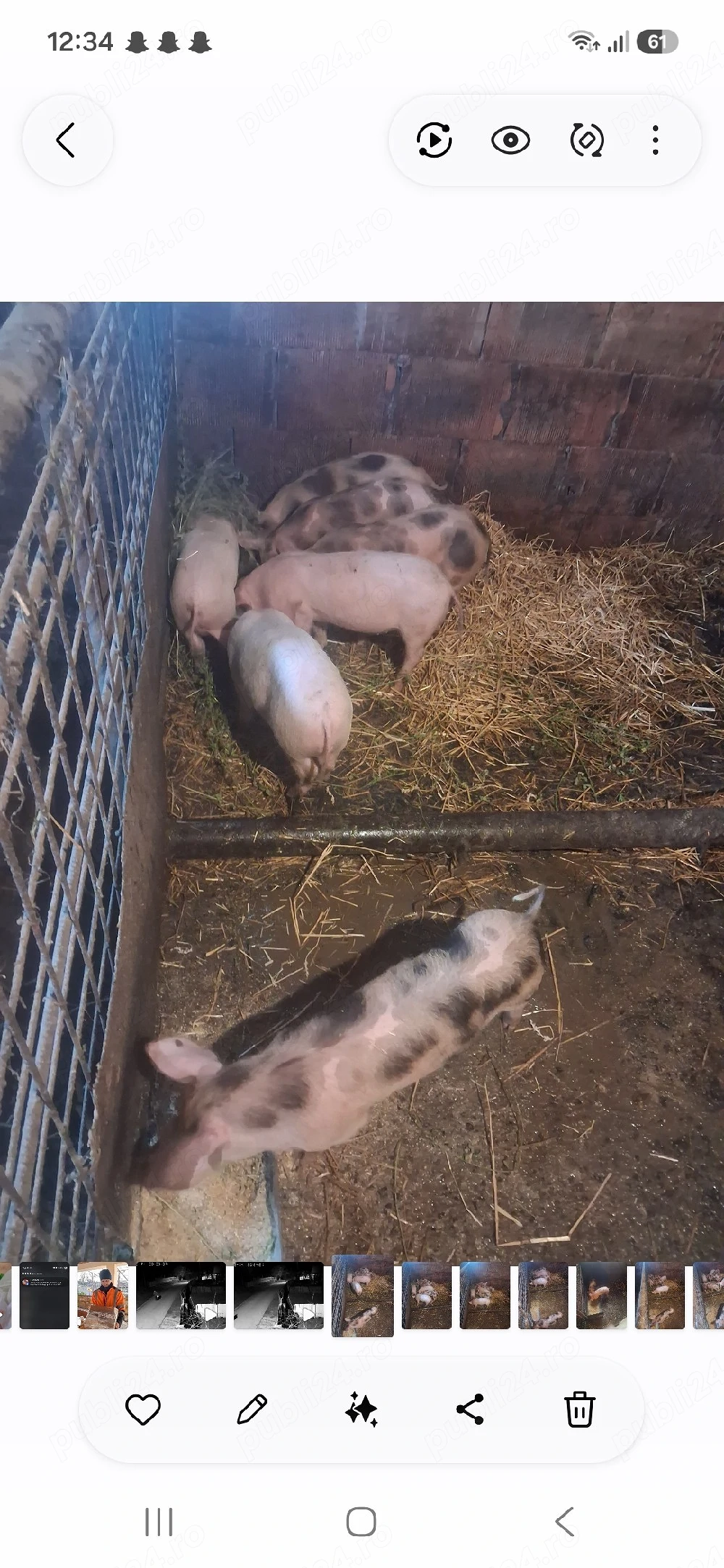 Purcei de vânzare! 