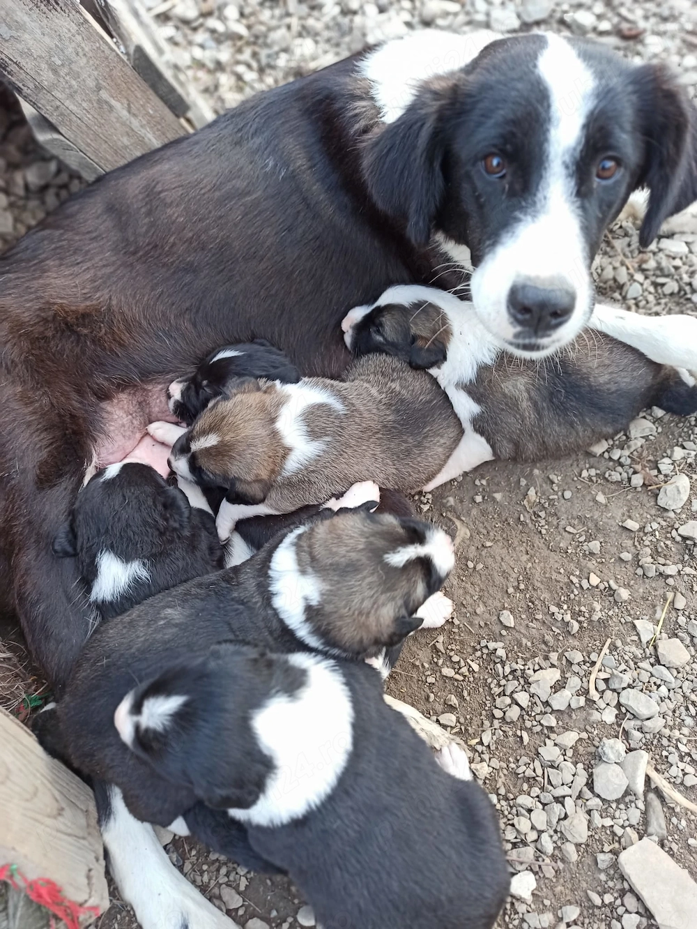 8 căței spre adopție!!!