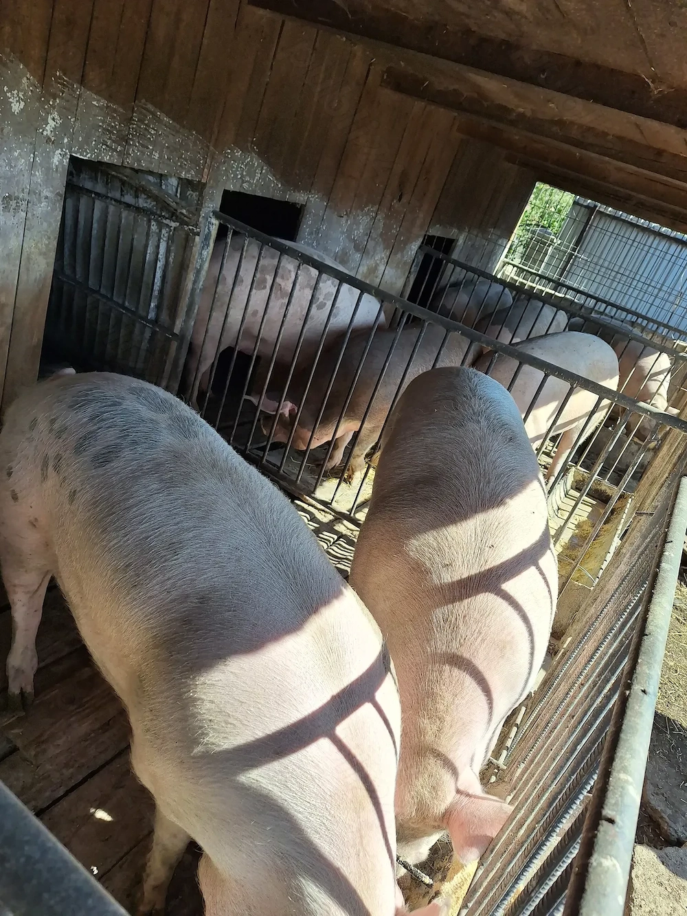 Porci mari + șoldani, crescuți cu cereale 