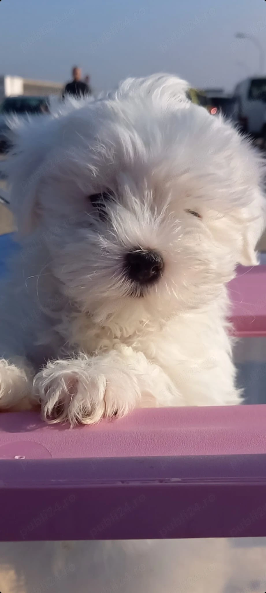 Bichon Maltez   4 puiuți disponibili, 2 fetițe și 2 băieței