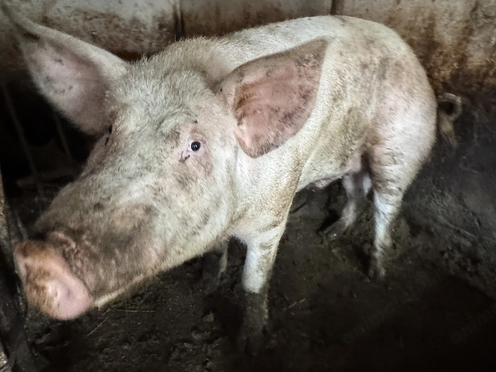 Porc vier marele alb de 160kg 