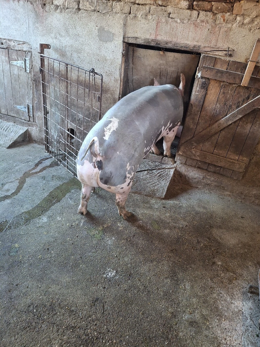 Disponibilă pentru sacrificat 