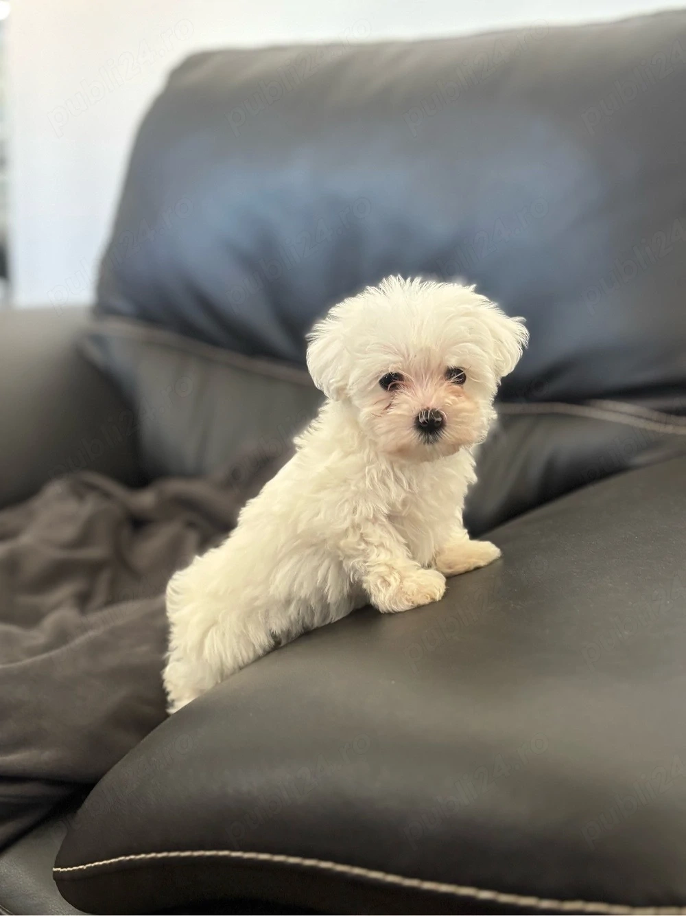 baiat bichon maltese