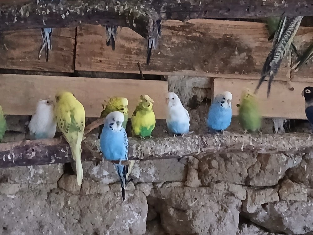 papagali peruși