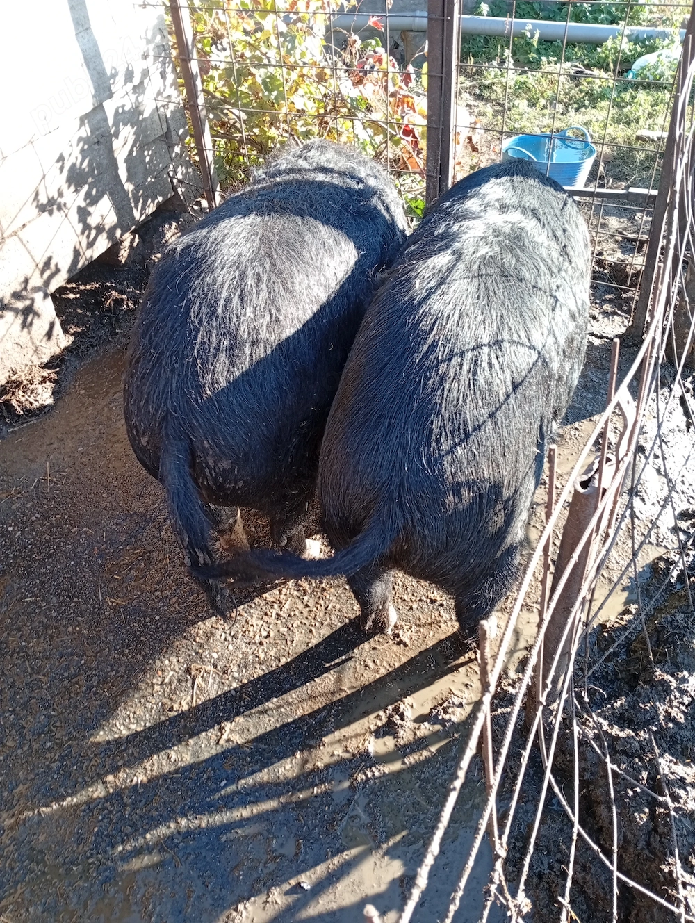 De vânzare porci pentru craciun