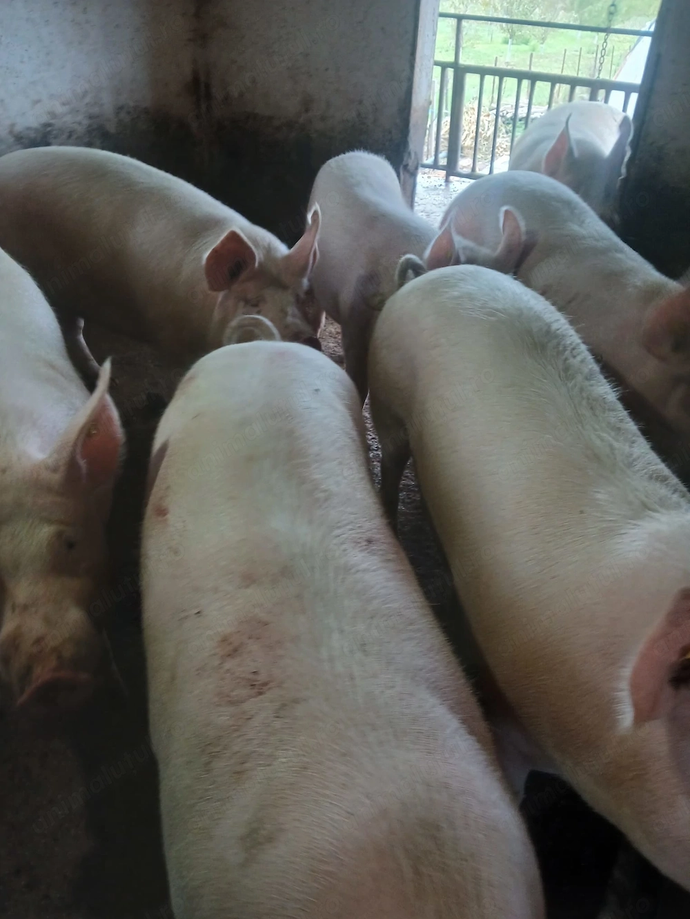 Vând porci grașii 