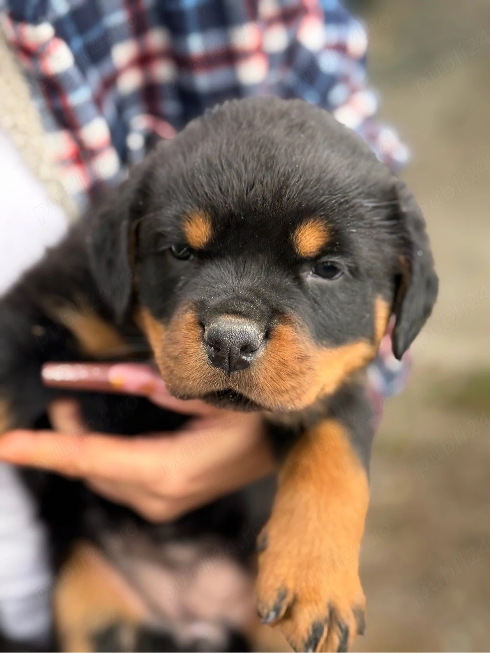 vand 2 fete rottweiler
