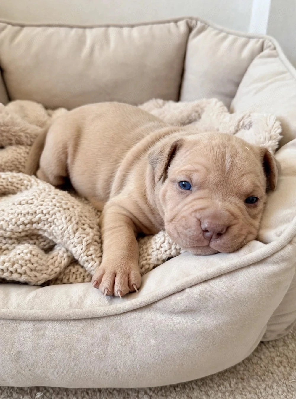 Puiuti Bully XL,cu ped ABKC