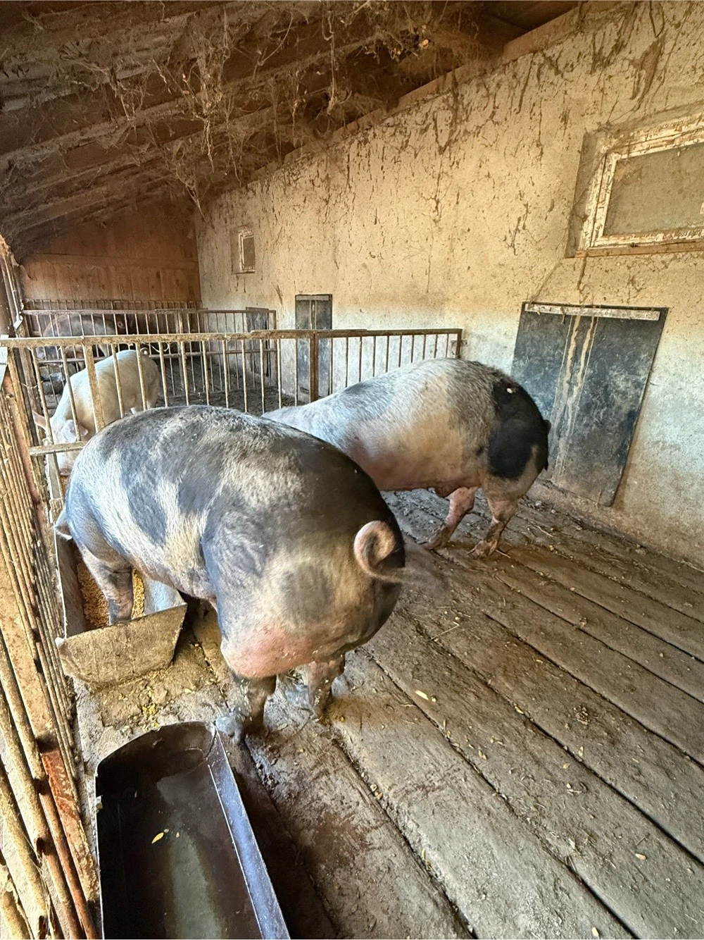 disponibili porci intre 200 si 250kg 