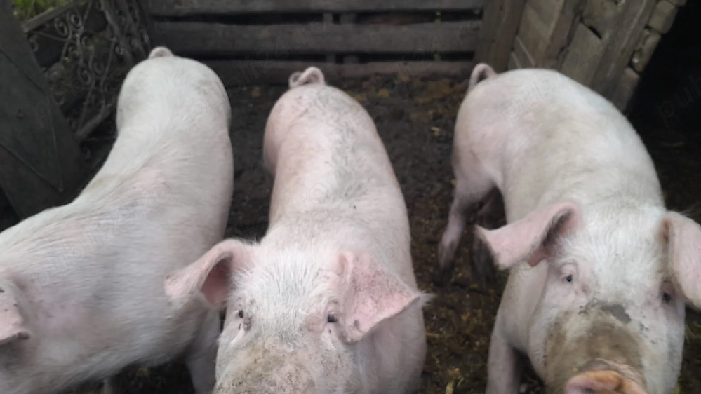 Vând porci între 80 și 100 kg   crescuți în gospodărie
