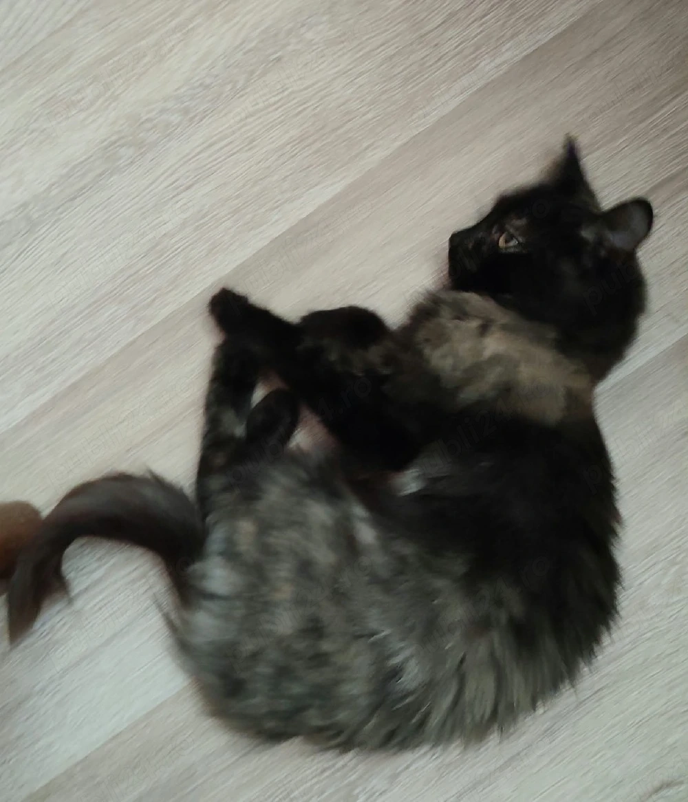 Donez trei pisici 