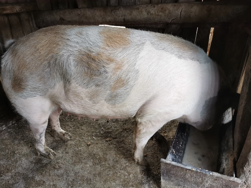 Vand porc pentru tăiat 