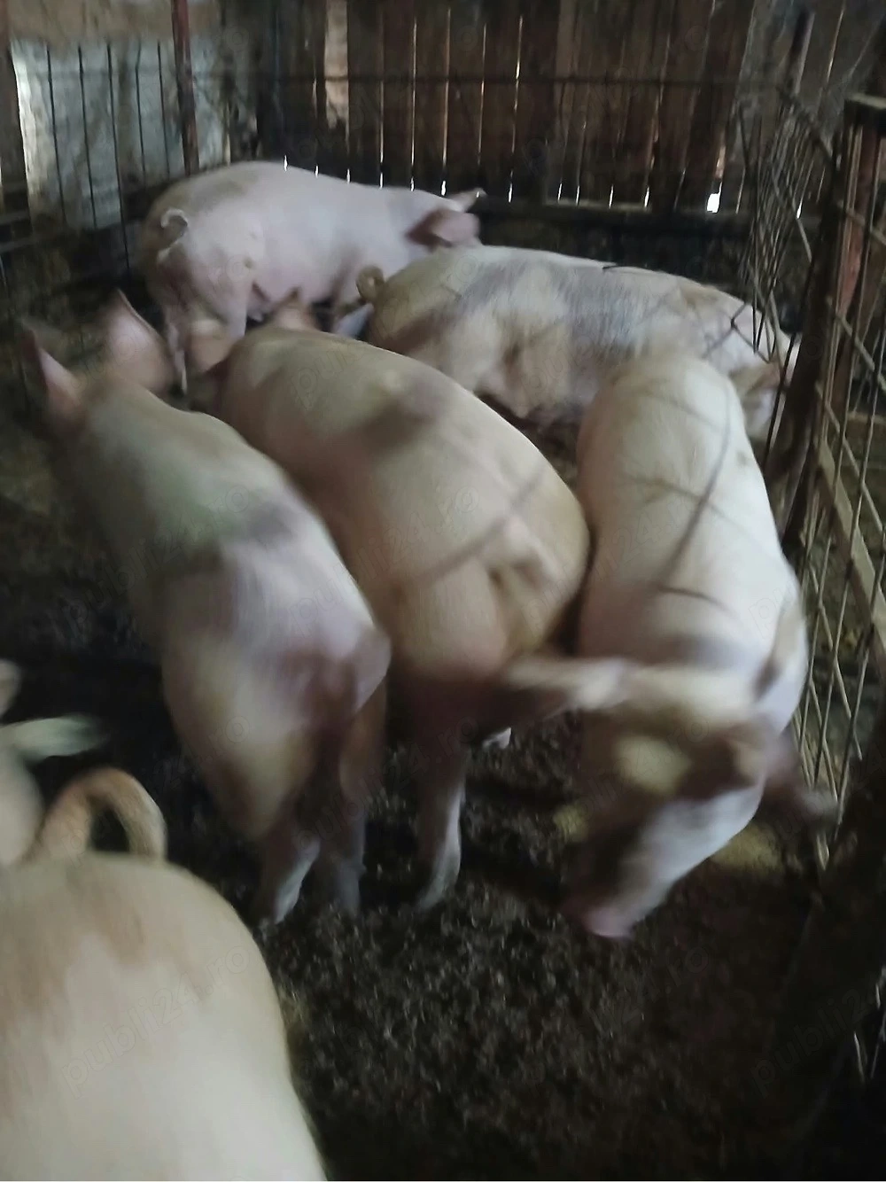 porci de vanzare