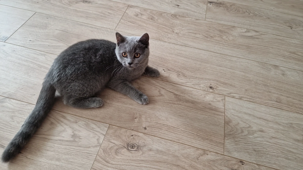 Băiețel British Shorthair Blue 
