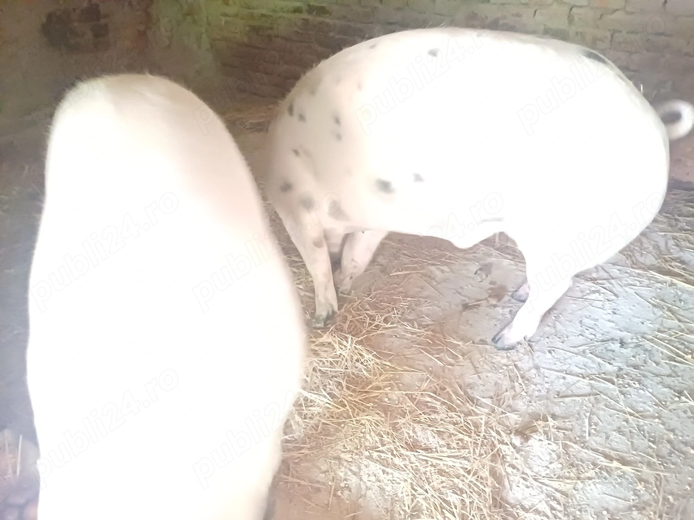 Vând porci de carne ,crescuți natural