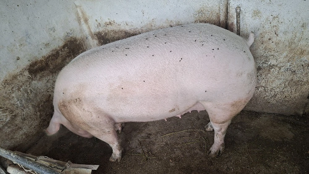 Scroafă mare 