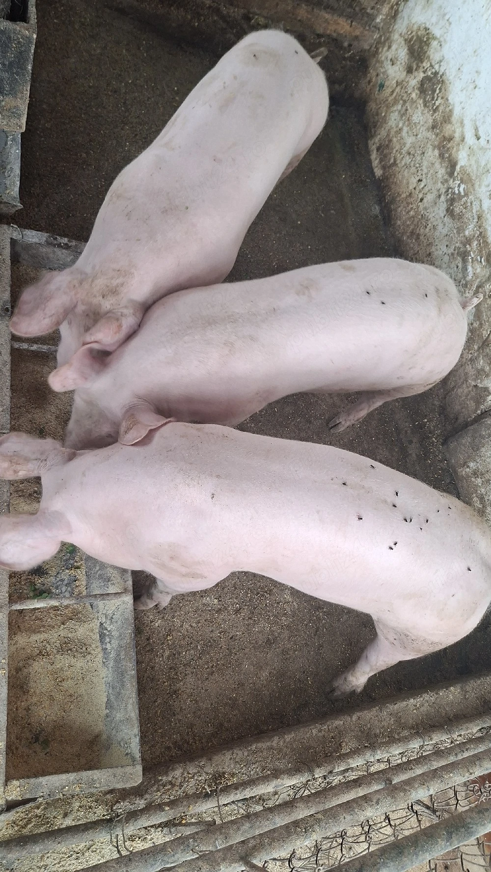 porci in jur de 50 kg