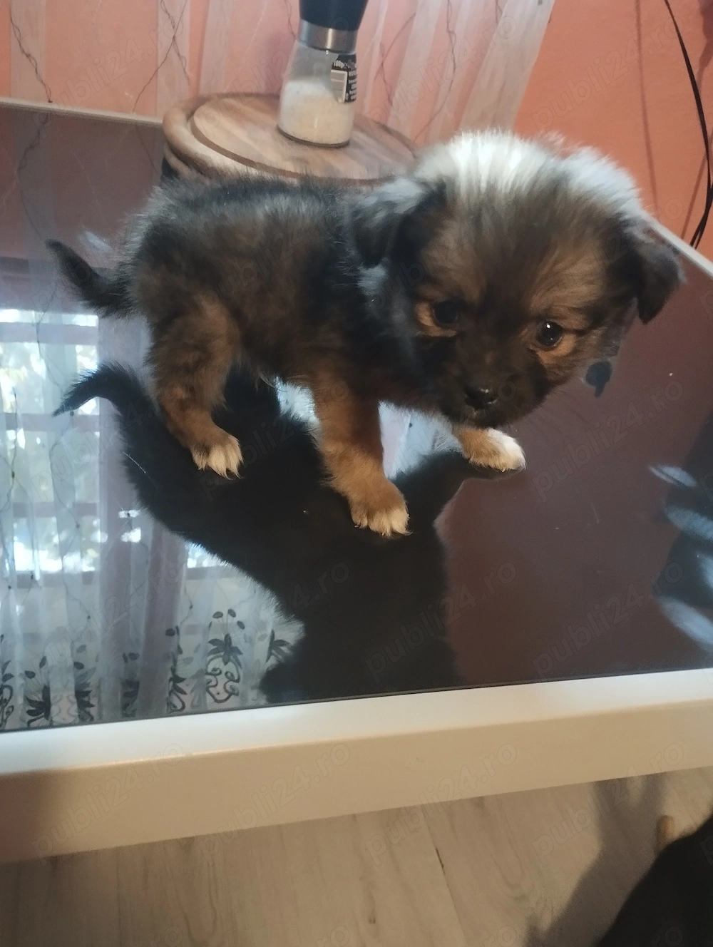 Pechinez cu Shih.Tzu