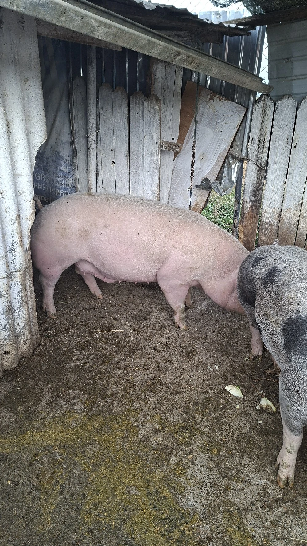 porci mari